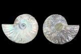Cut & Polished Ammonite Fossil - Agatized #88212-1
